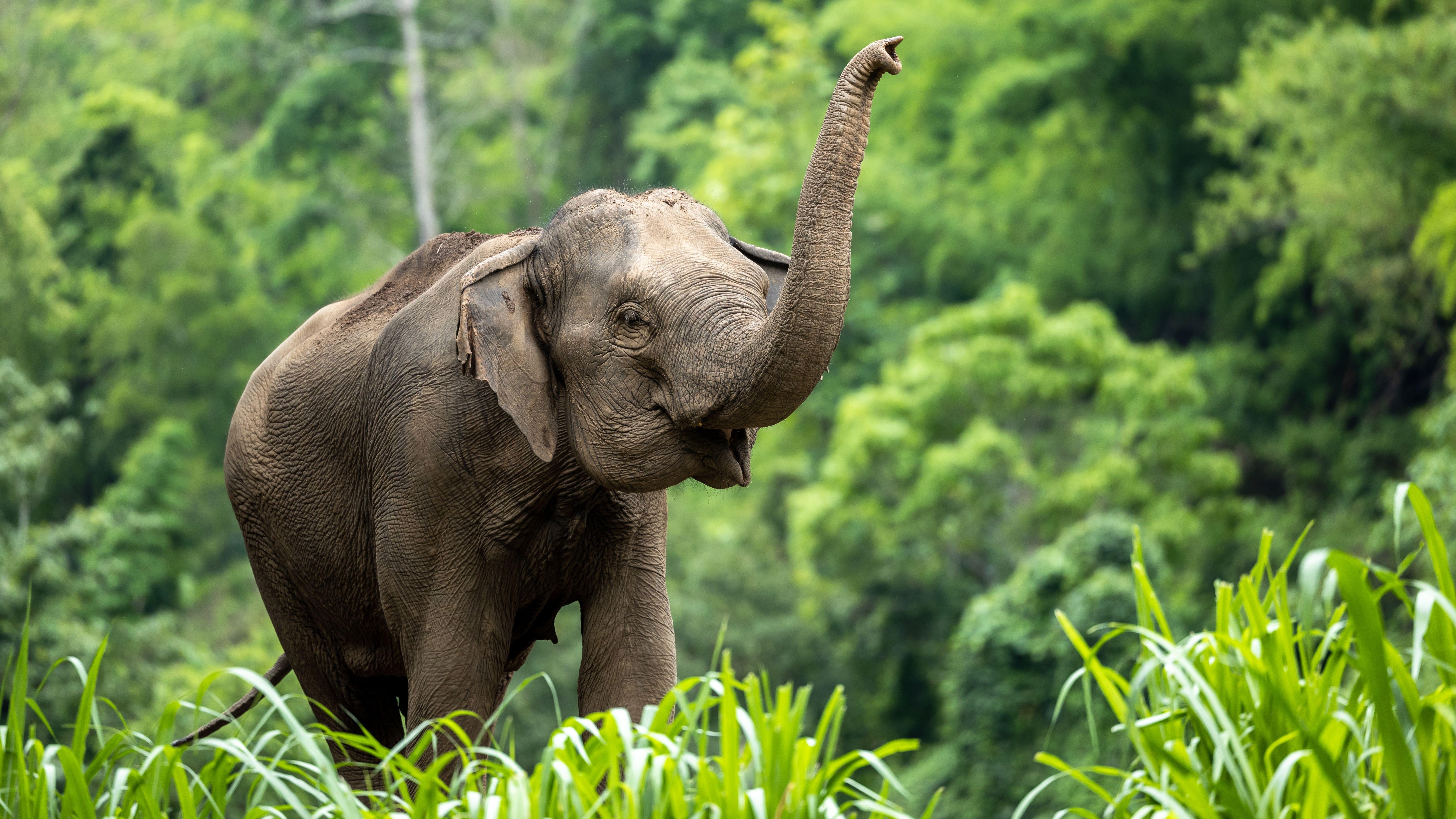 Chiang Mai Elephant Sanctuaries