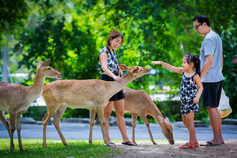 Feed the Deers at Eld’s Deer Park