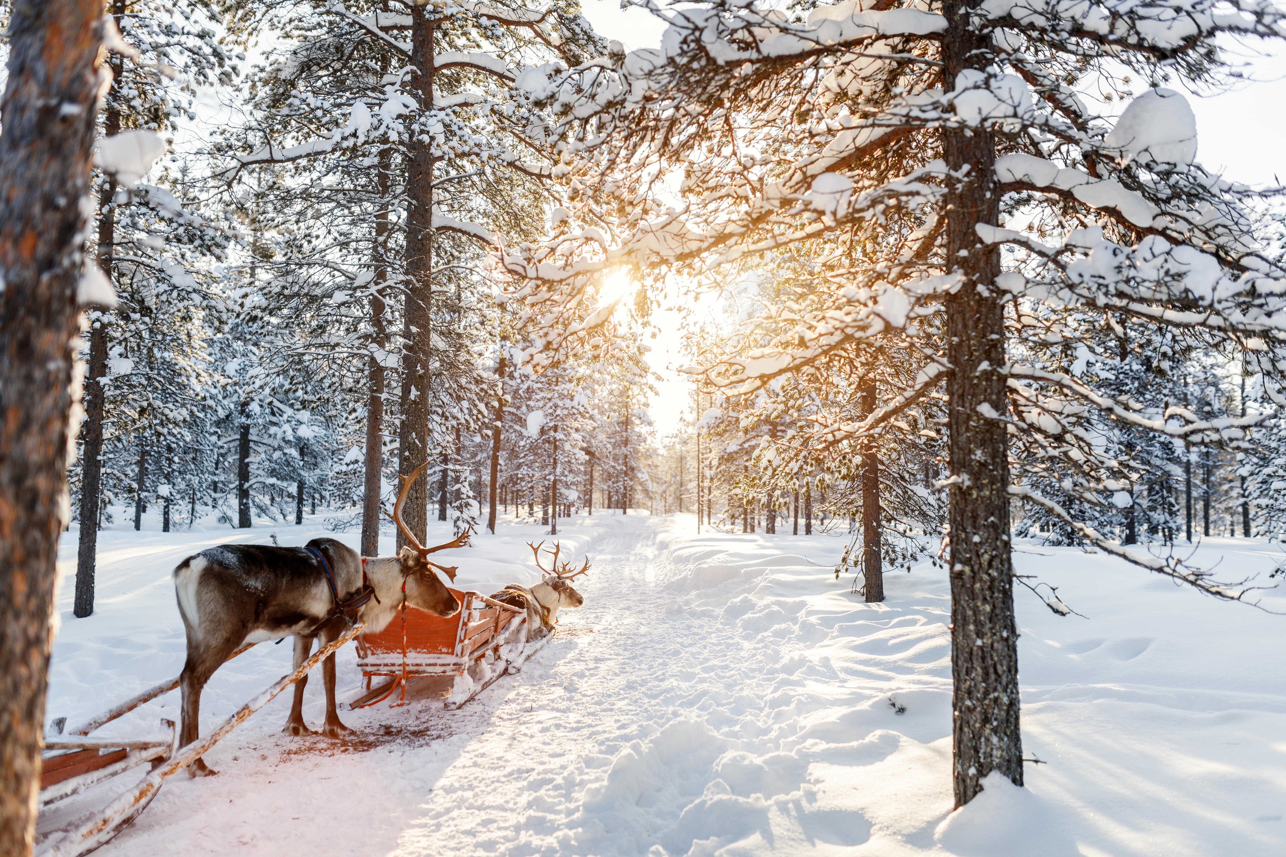 Reindeer Safari at Lapland