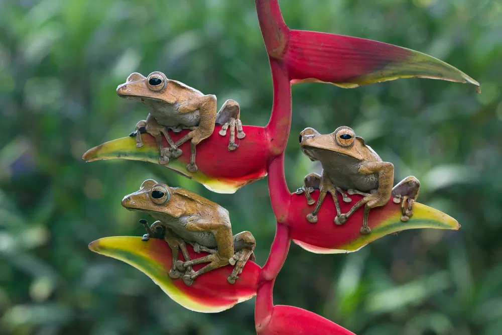 Fauna