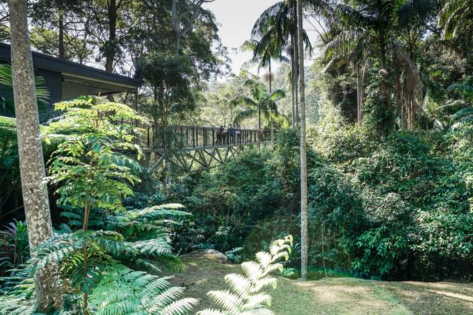 Tamborine Rainforest Skywalk Tickets