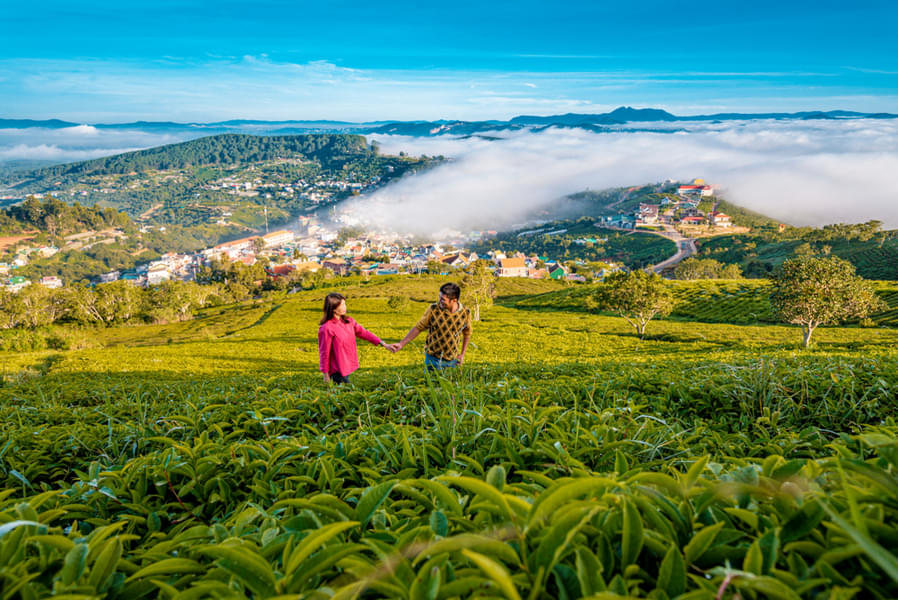 Get immersed in the tranquil beauty of Munnar's tea plantations