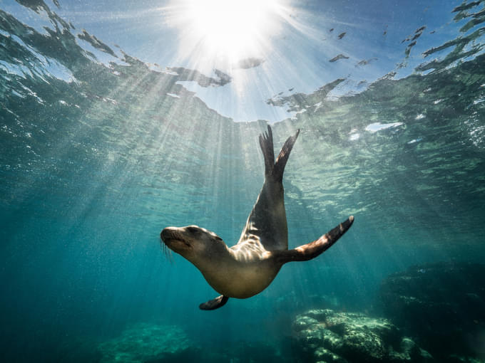 Sea Lion