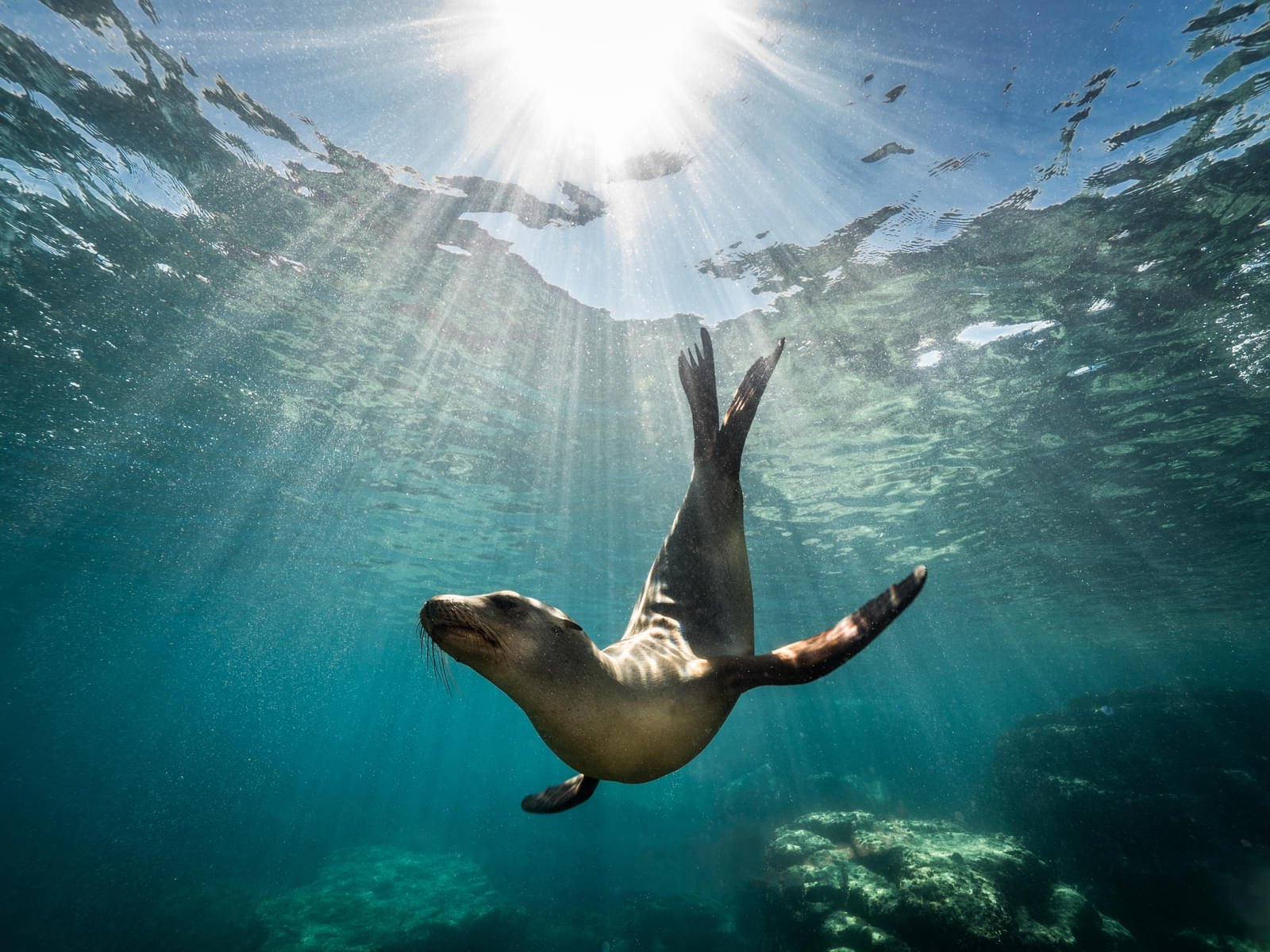 Indulge in Interactive Sea Lion Experiences