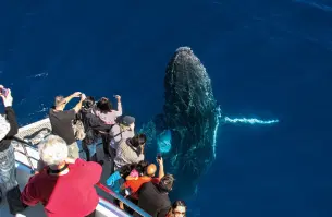 Whale Watching Cruise in Gold Coast