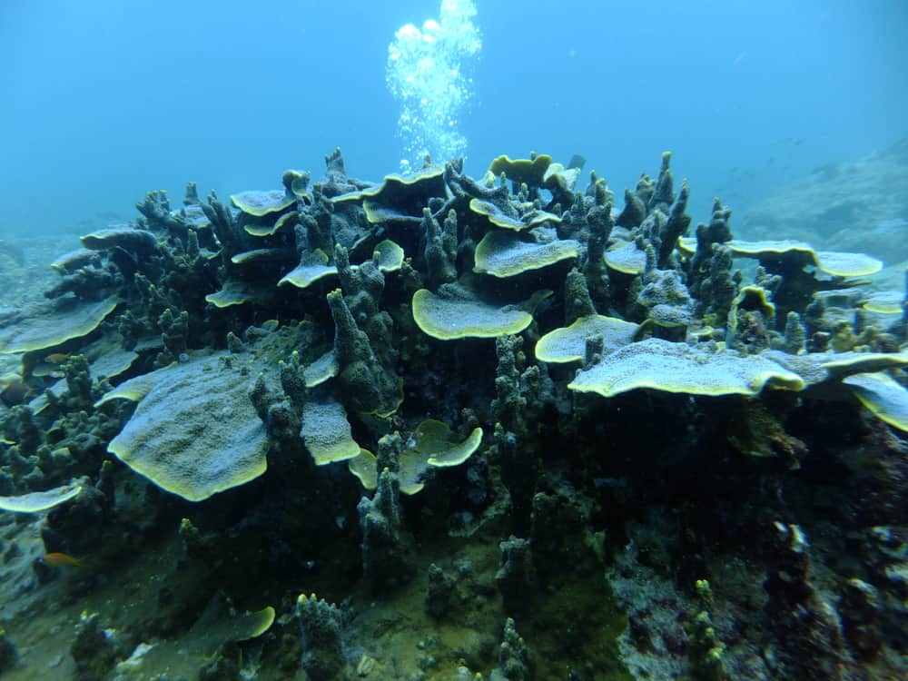 Mahatma Gandhi Marine National Park
