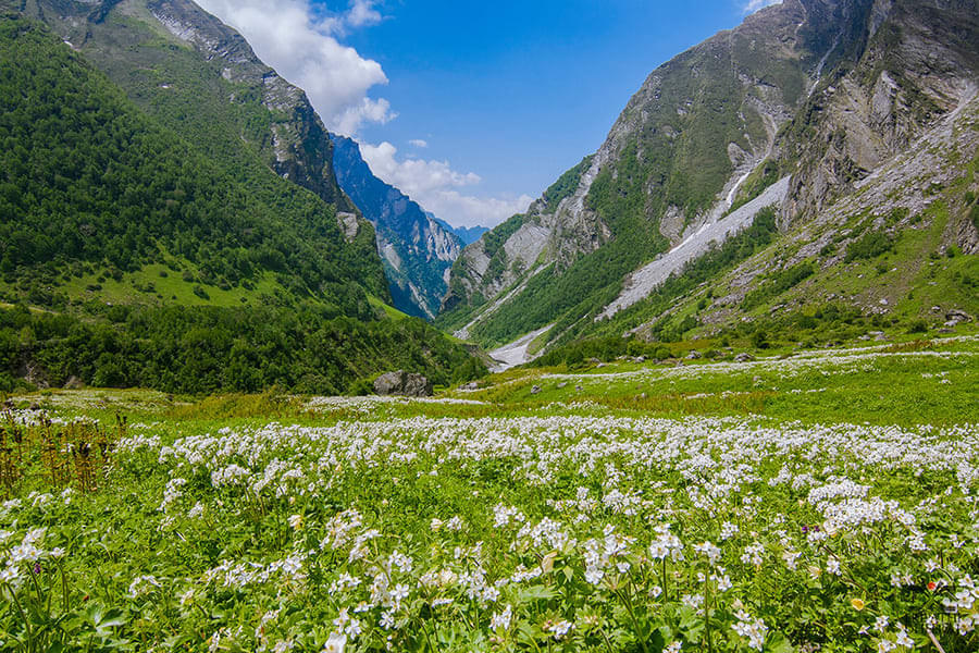 Valley of Flowers Trek Image