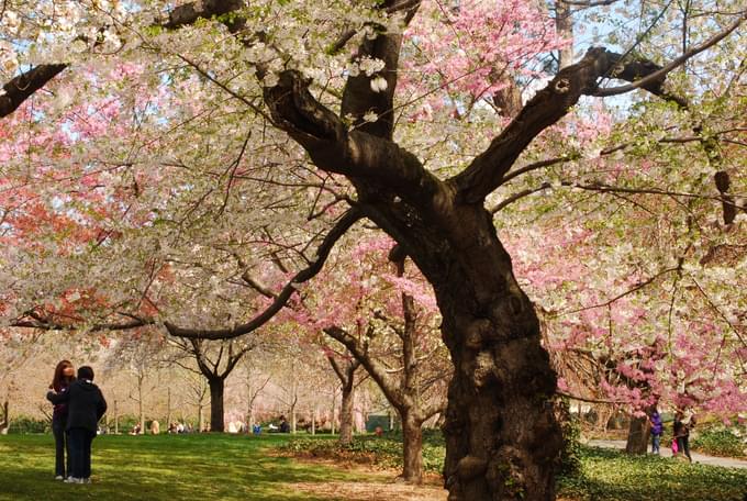 Cherry Blossoms