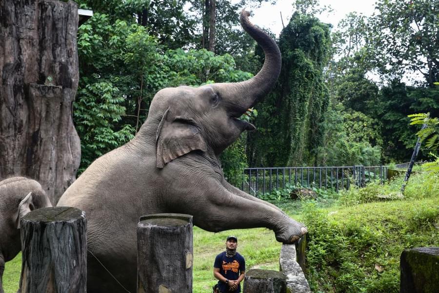 Admire the beauty and grace of the majestic elephants at Negara Zoo