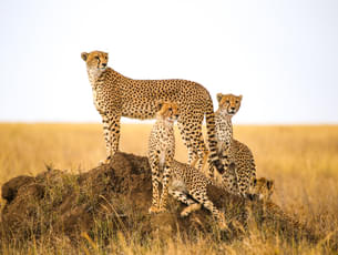 Maasai Mara National Park