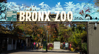 Explore the Bronx Zoo spanning 256 acres of land