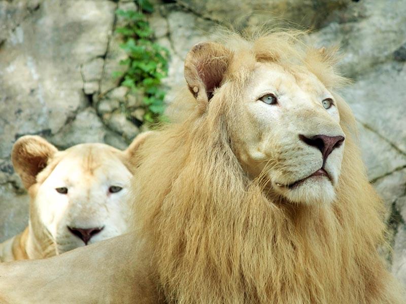 The White Lion Kingdom.jpg