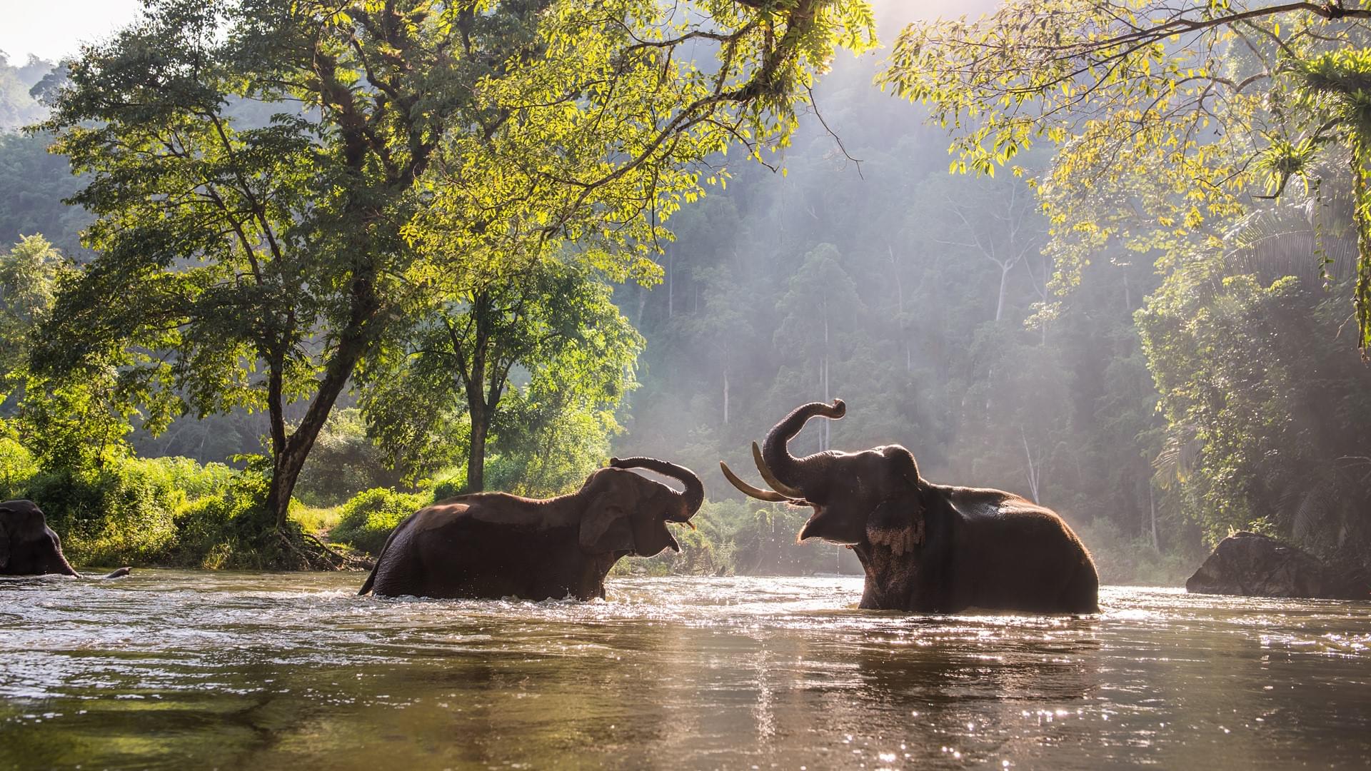 Step into the Elephant Jungle Sanctuary, where a warm welcome awaits you.