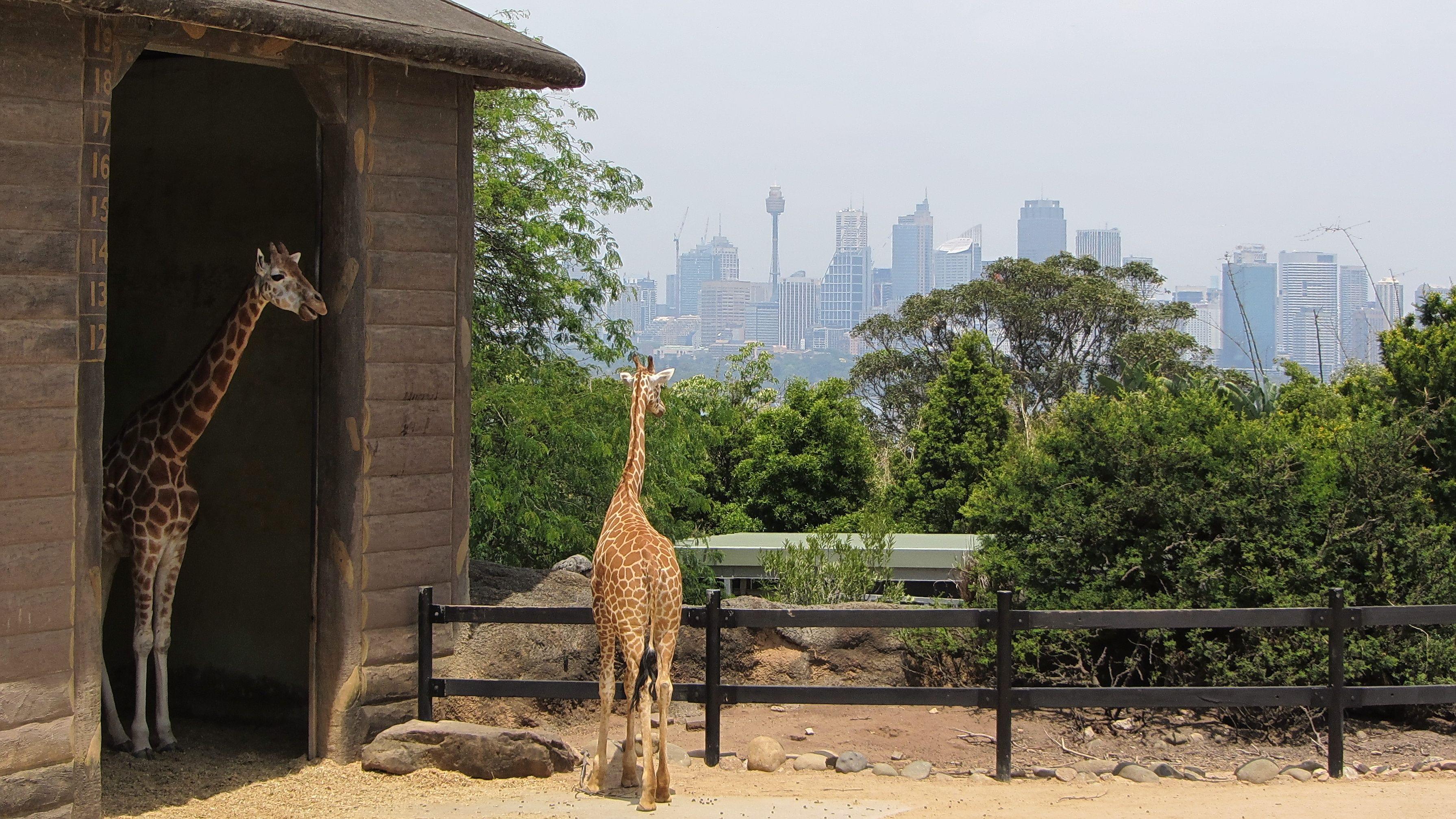 Taronga Zoo Sydney Tickets