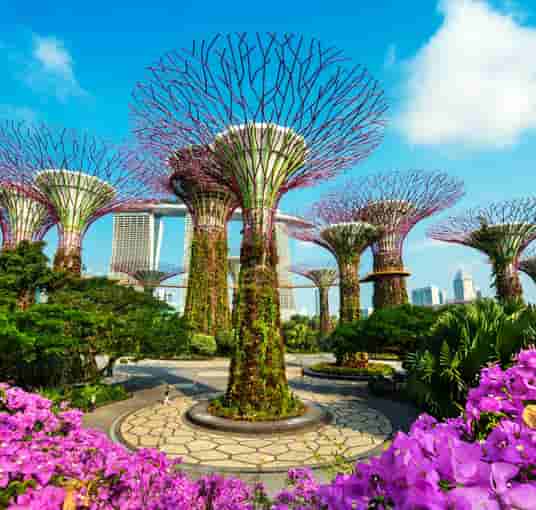 Enjoy the immersing show at Supertree in Gardens by the Bay