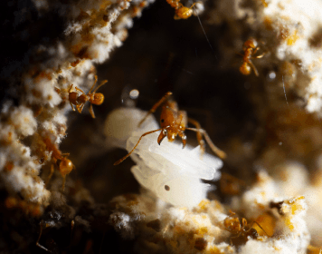 Anthill in Sao Paulo Zoo