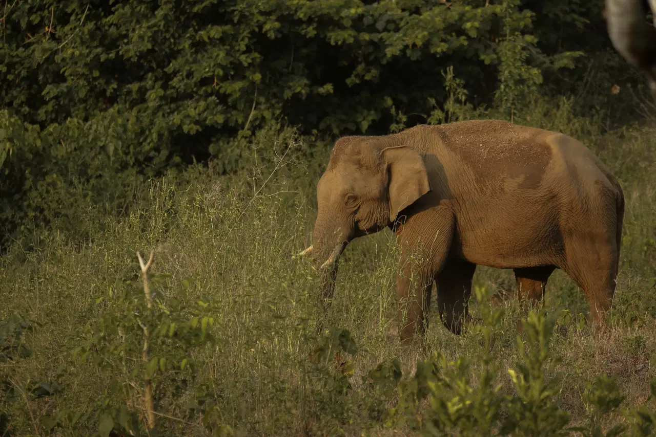 Wayanad