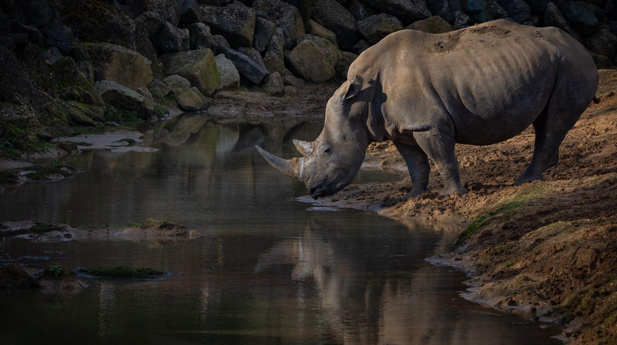 Rhino in Perth Zoo