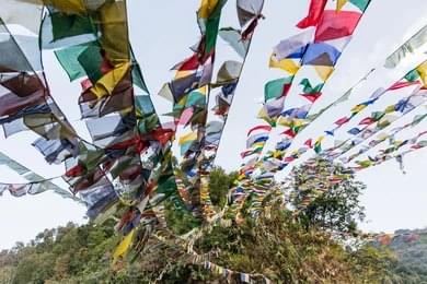 Wander the Sacred Grove Pathway