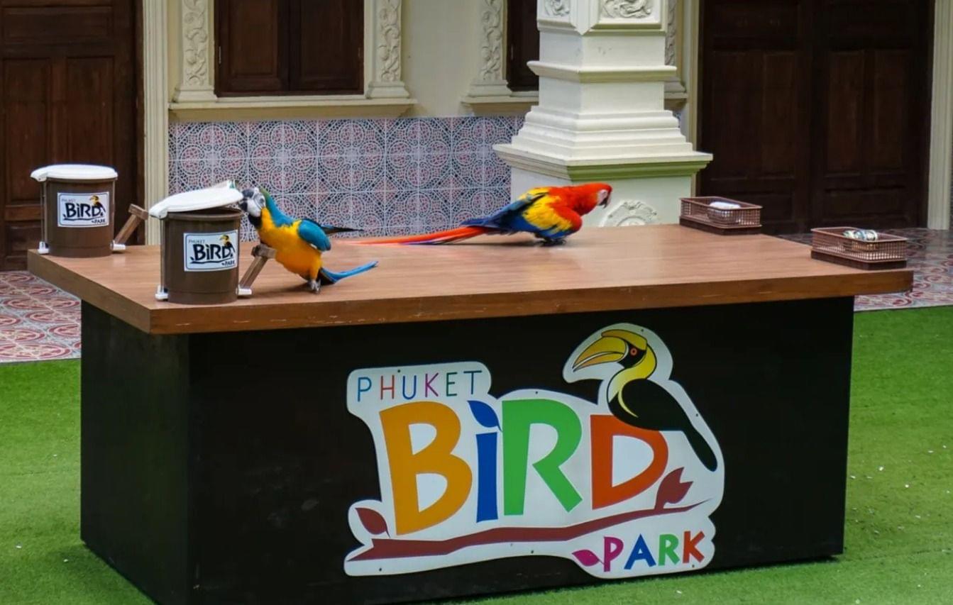 Why Visit Phuket Bird Park?