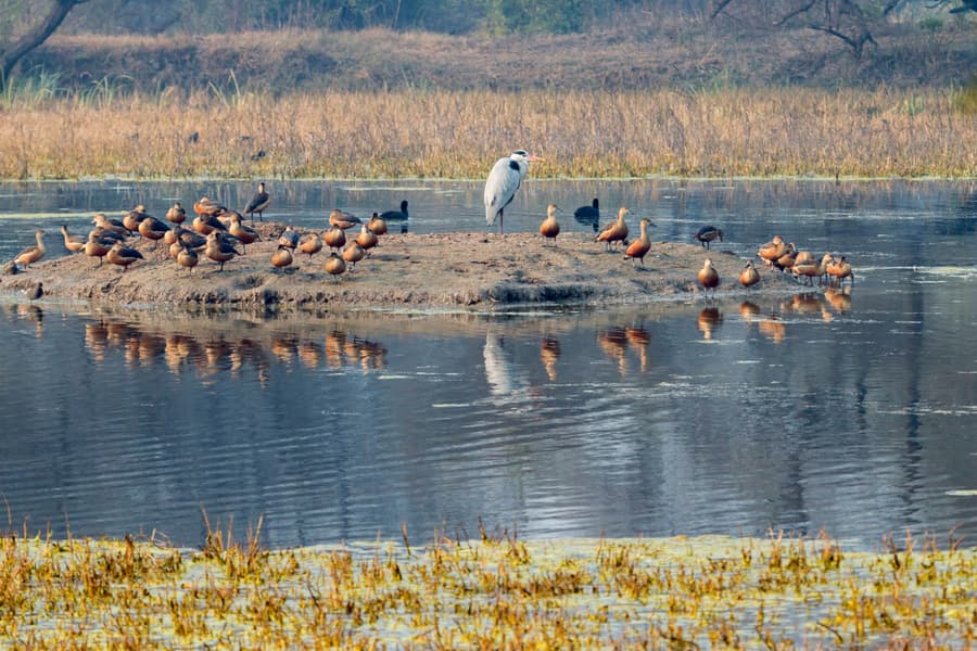 Bharatpur Weekend Tour From Delhi Image