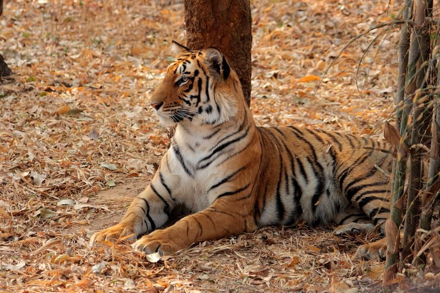 Bannerghatta National Park Safari Image