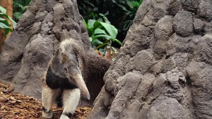 The Amazon-Guyana Biozene