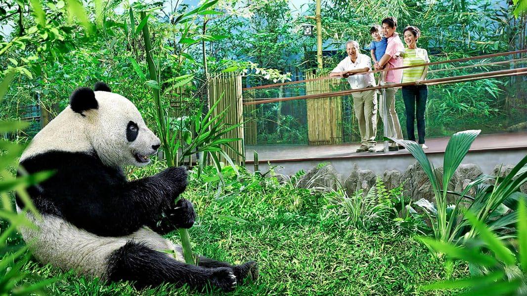 Giant Panda Forest