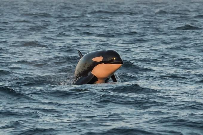 whale at Victoria, Vancouver Island