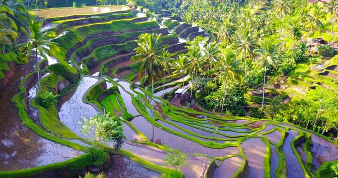 Tegalalang Rice Terrace