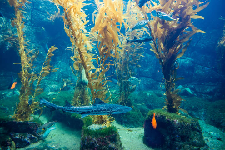 Giant Kelp Forest