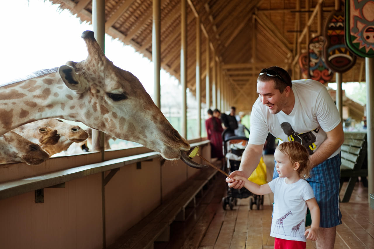 Northern Giraffe