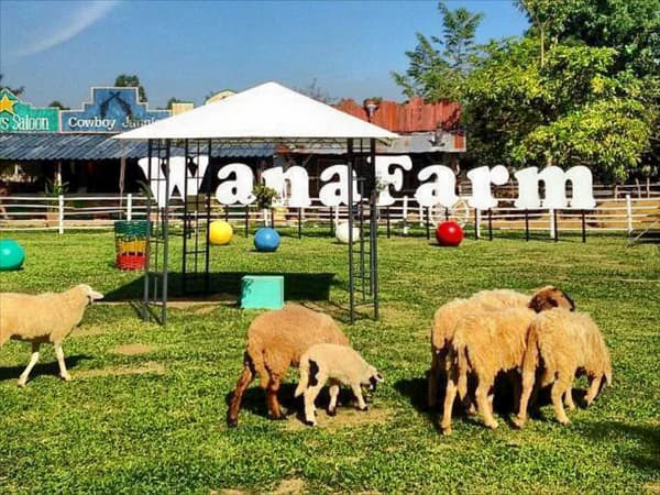 Wana Horse And Ostrich Farm