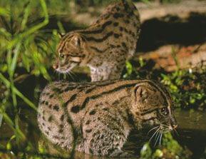 Fishing Cat Trail