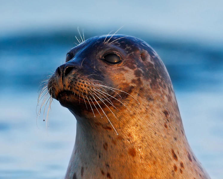 Visit the Seal Sanctuary to see the rehabilitated Seals
