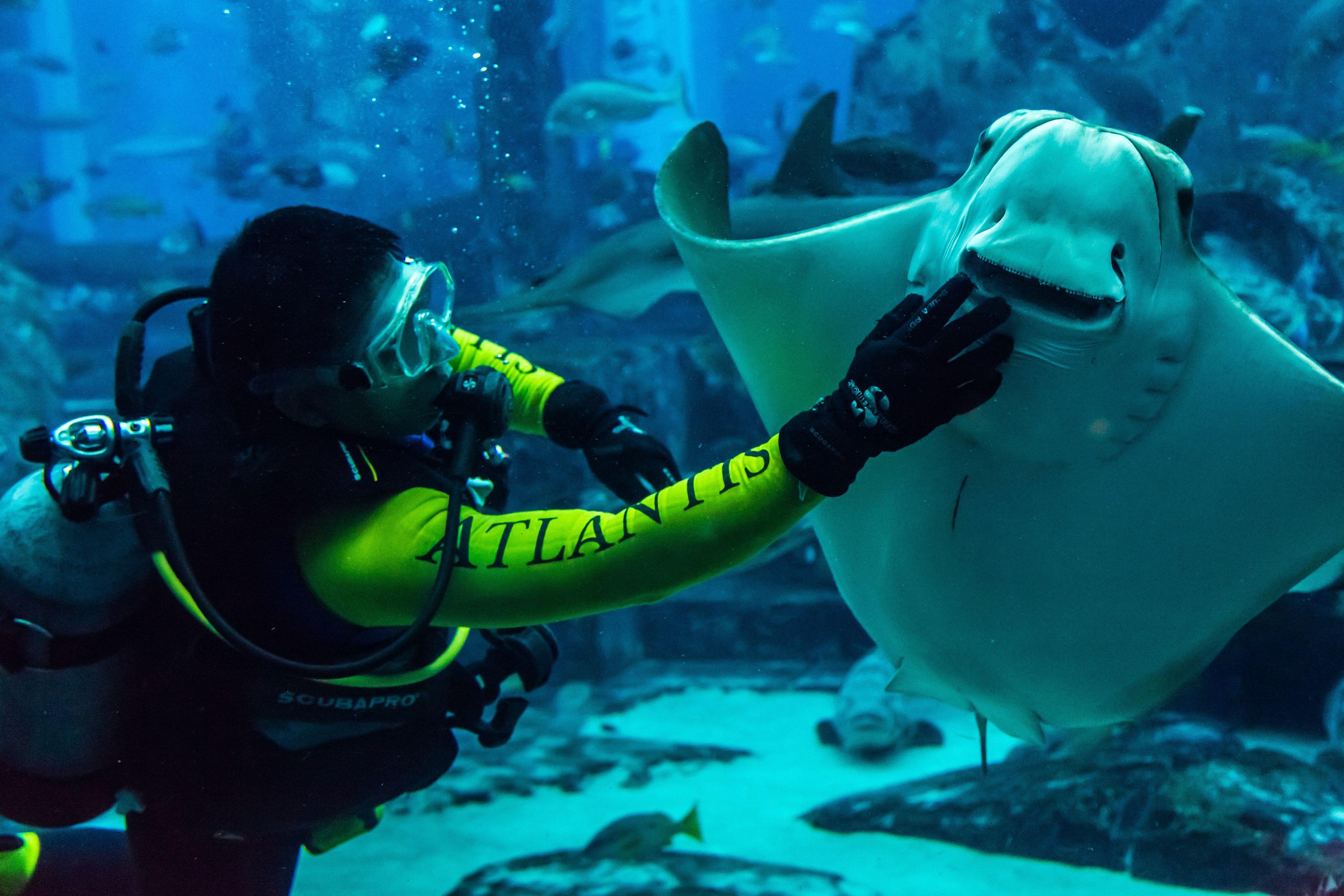Dubai Mall Aquarium Scuba Diving 