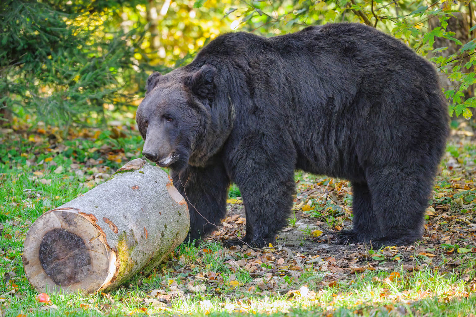 Zoo Bern, <em>Bern</em>