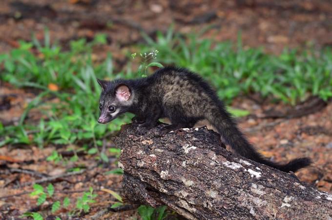 The Common Palm Civets