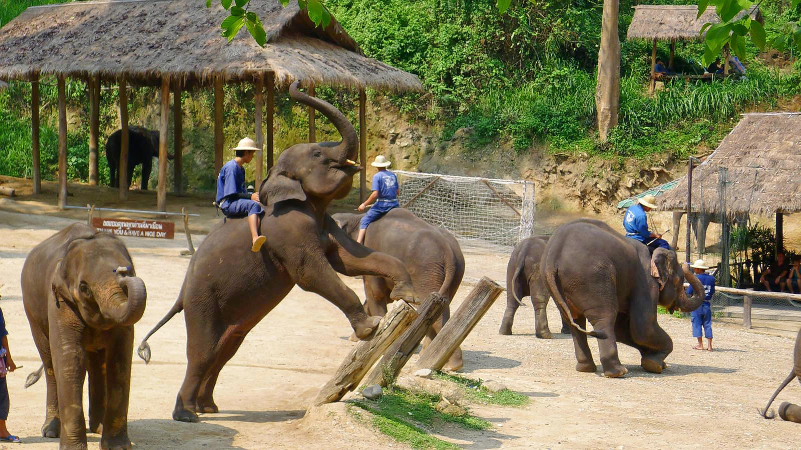 Maesa Elephant Camp Overview