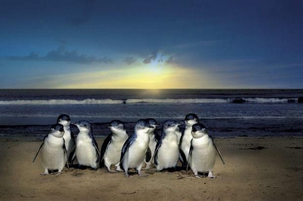 Phillips Island Penguin Parade Tickets & Tours