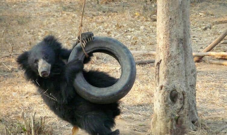 Wildlife SOS