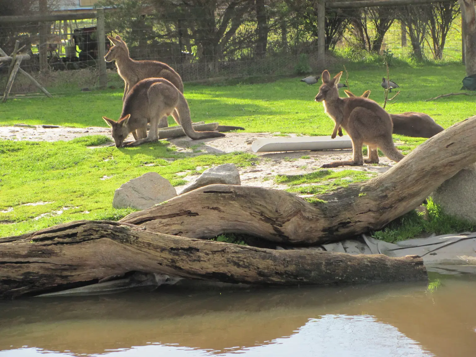 Maru Koala and Animal Park