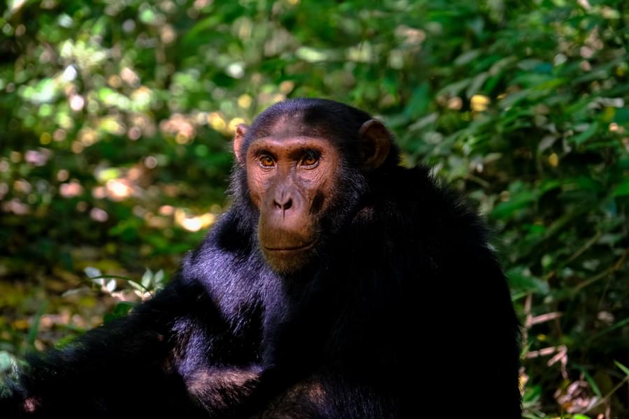 chimpanzee in Houston Zoo