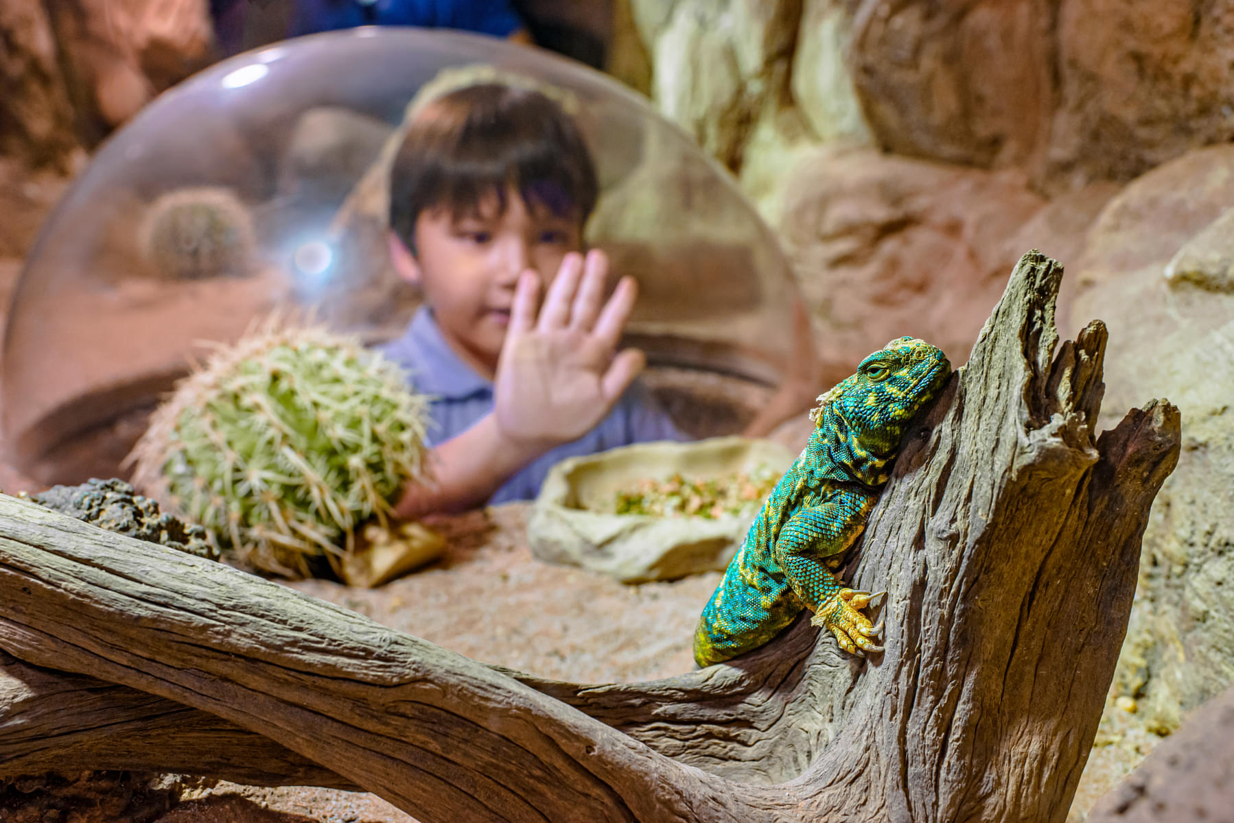Take a close look at various reptiles in the Reptile Garden