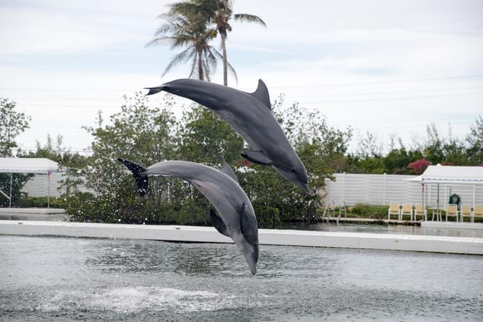 Seaquarium Miami