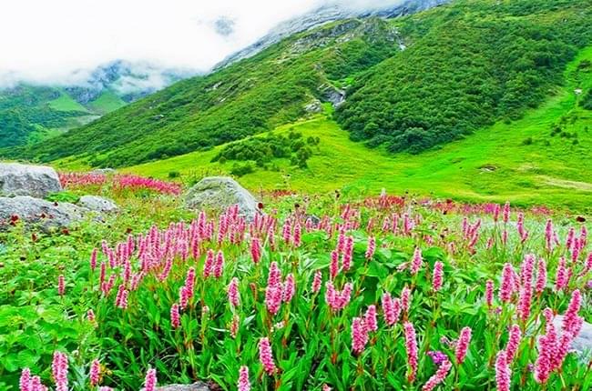 Valley Of Flowers Trekking Package in Uttaranchal Image