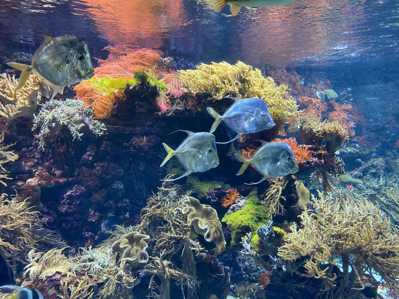 See beautiful sea creatures floating inside the aquarium