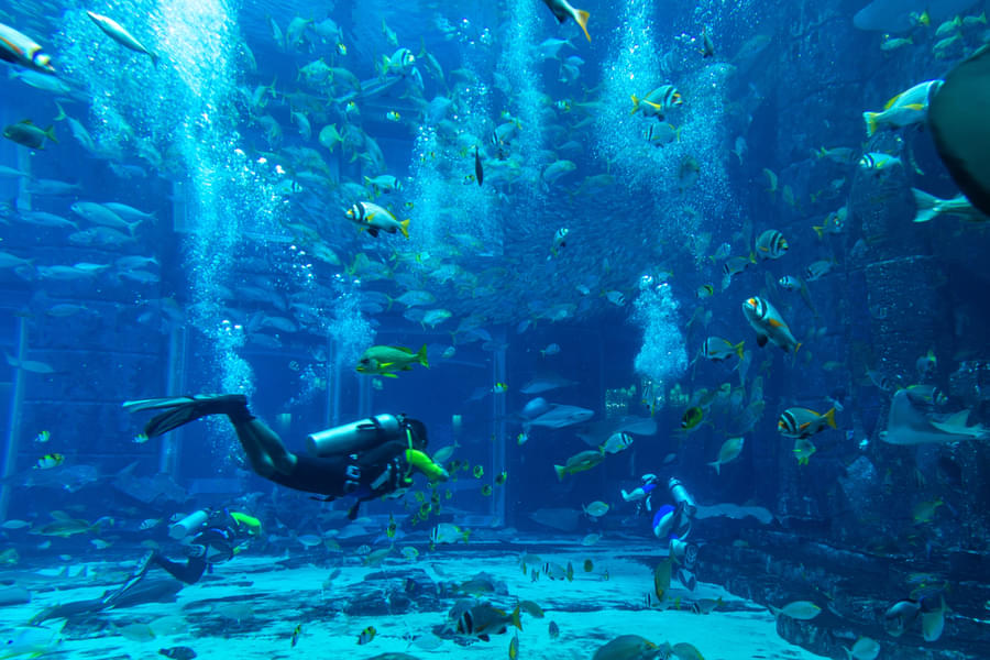 Dubai Lost Chambers Dive Explorer
