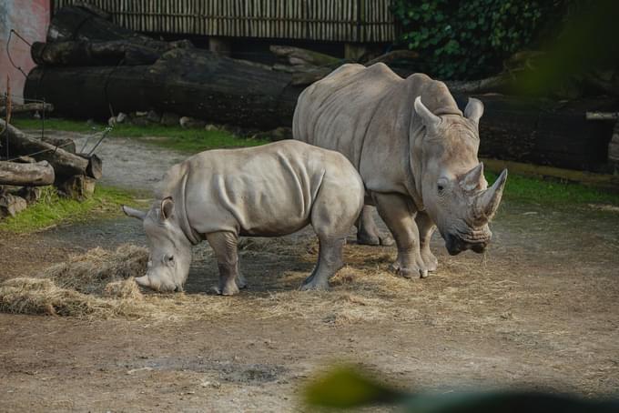 aucklandzoo.jpg