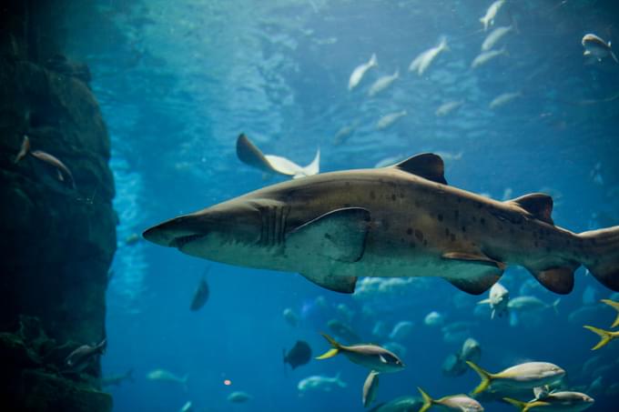 Istanbul Aquarium